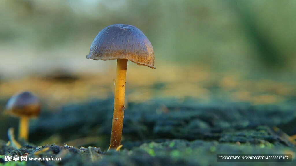 林间小蘑菇