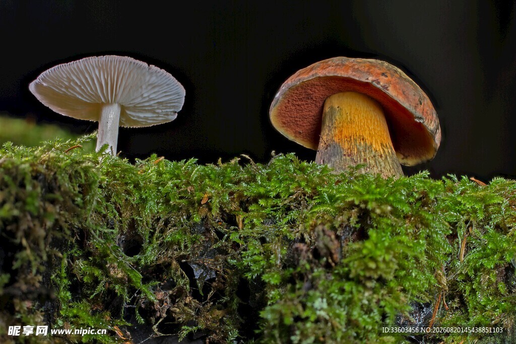 苔藓上的双蘑菇