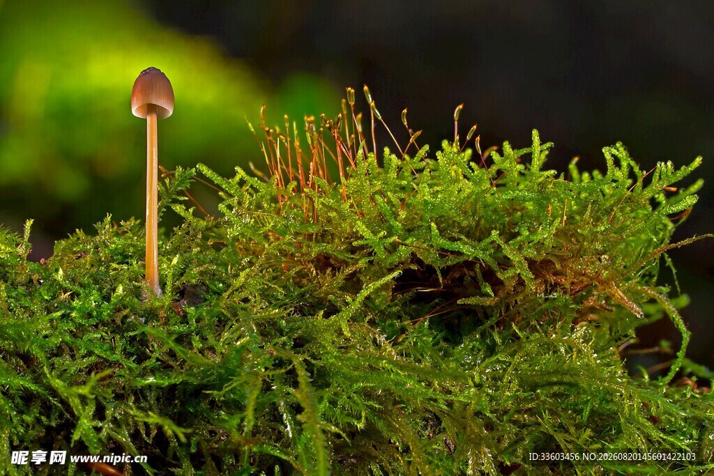 苔藓上的小蘑菇