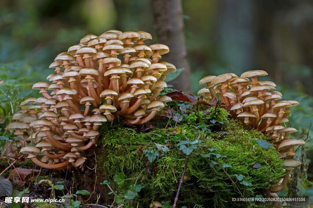 林间苔藓上的簇生蘑菇