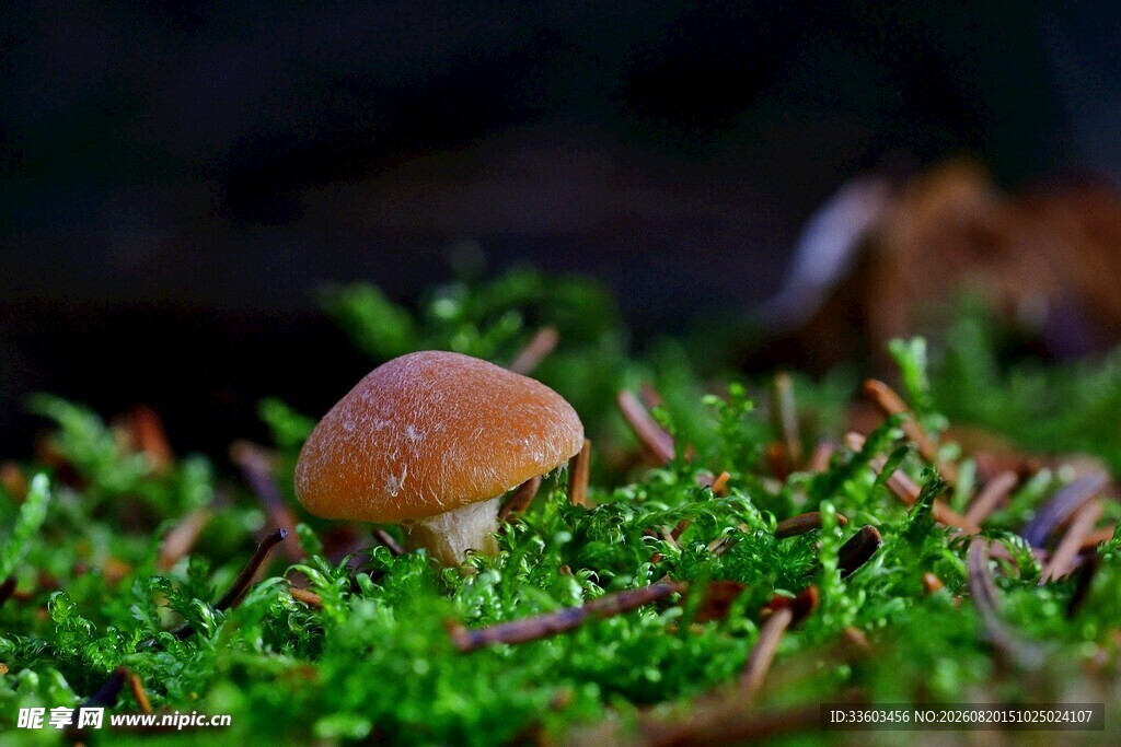 苔藓上的小巧蘑菇