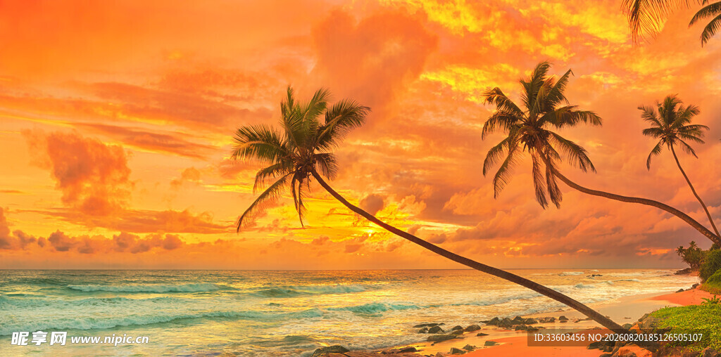 热带海滩夕阳下的椰林风光