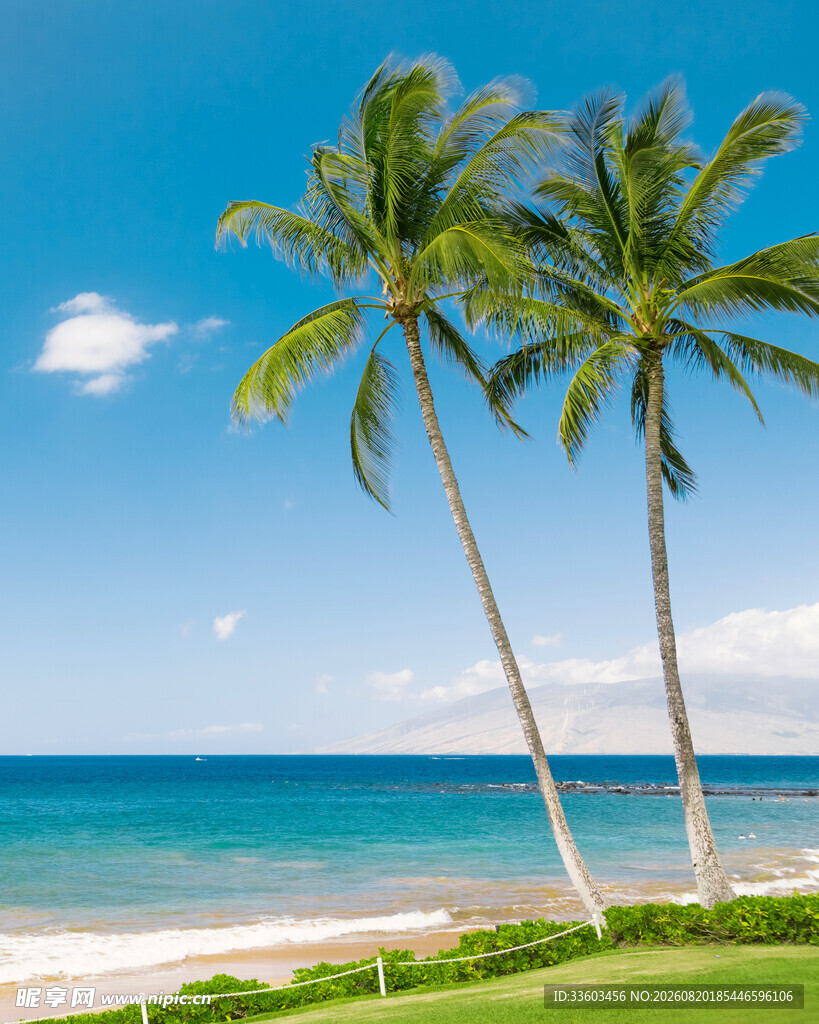 海边椰树美景