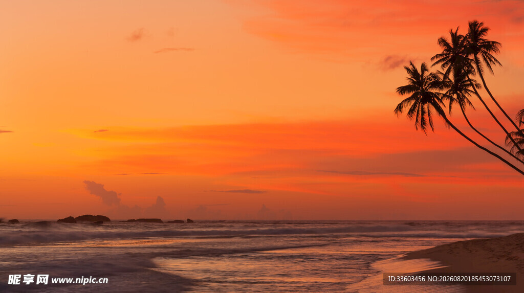 夕阳下的海边椰树美景