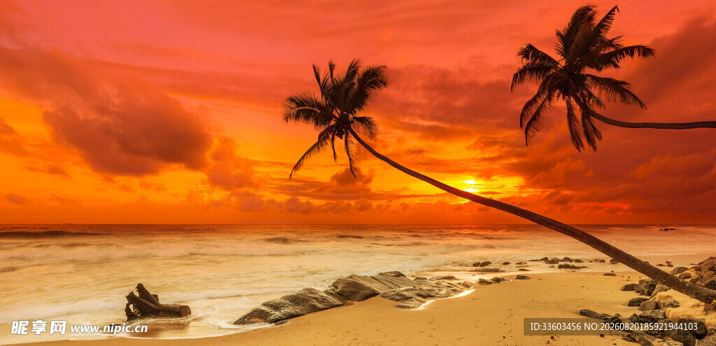 夕阳下的海滩与椰树美景