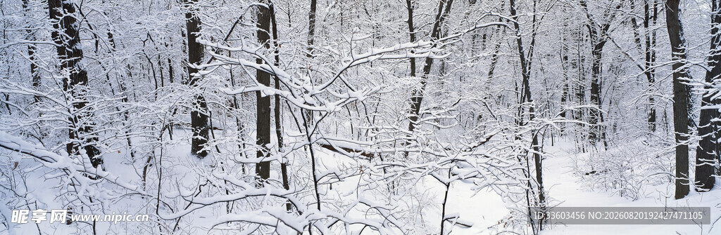 冬日雪林美景