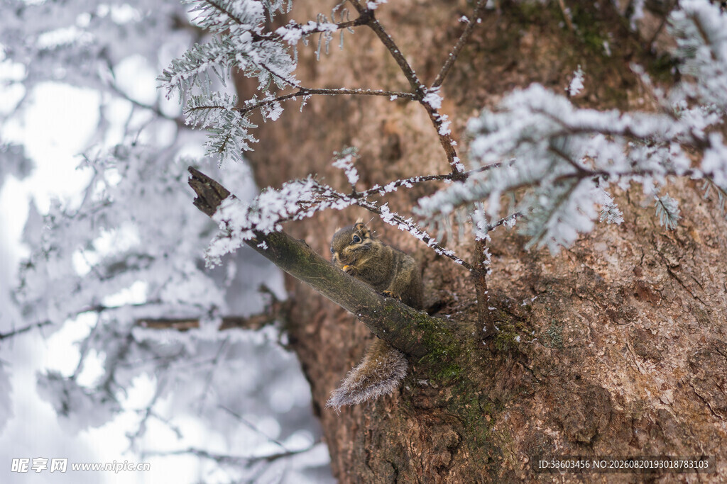 树枝覆霜特写