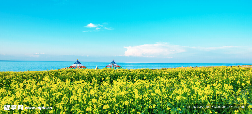 金黄花海映蓝天