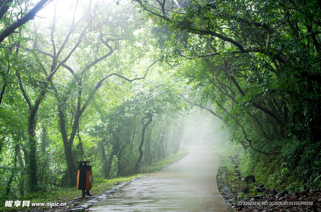 林间雾霭小道清幽之景