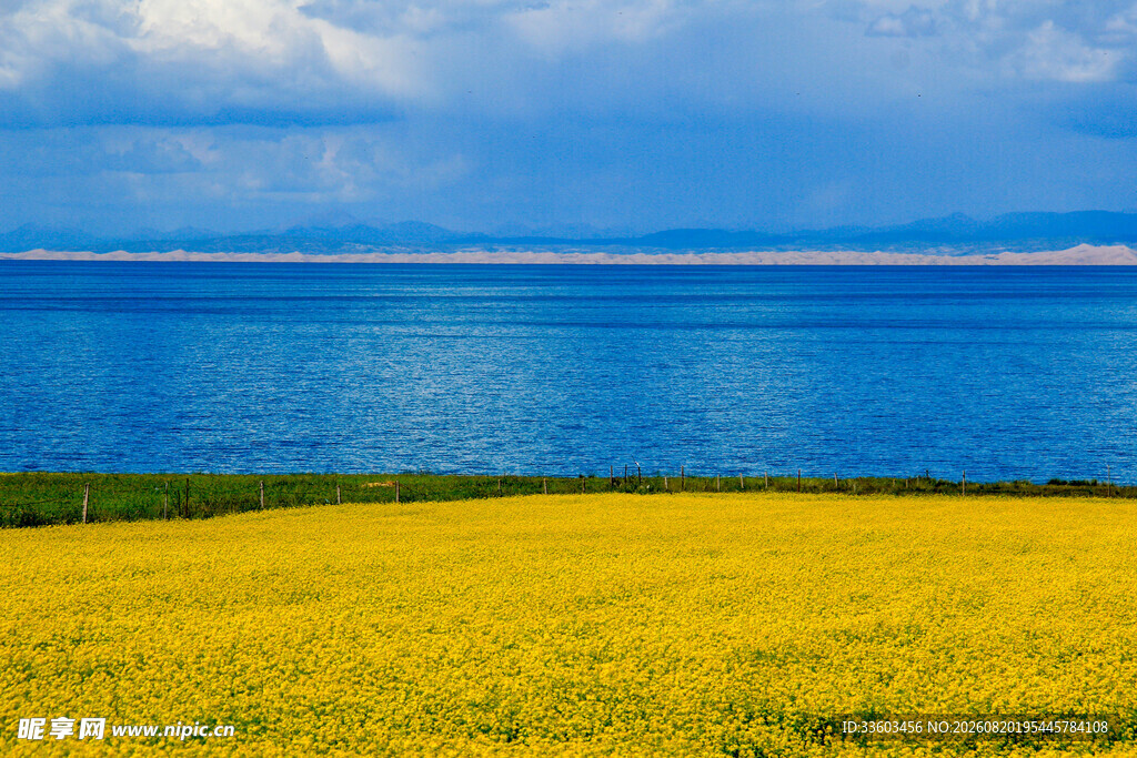 金黄花海与蓝色湖水美景