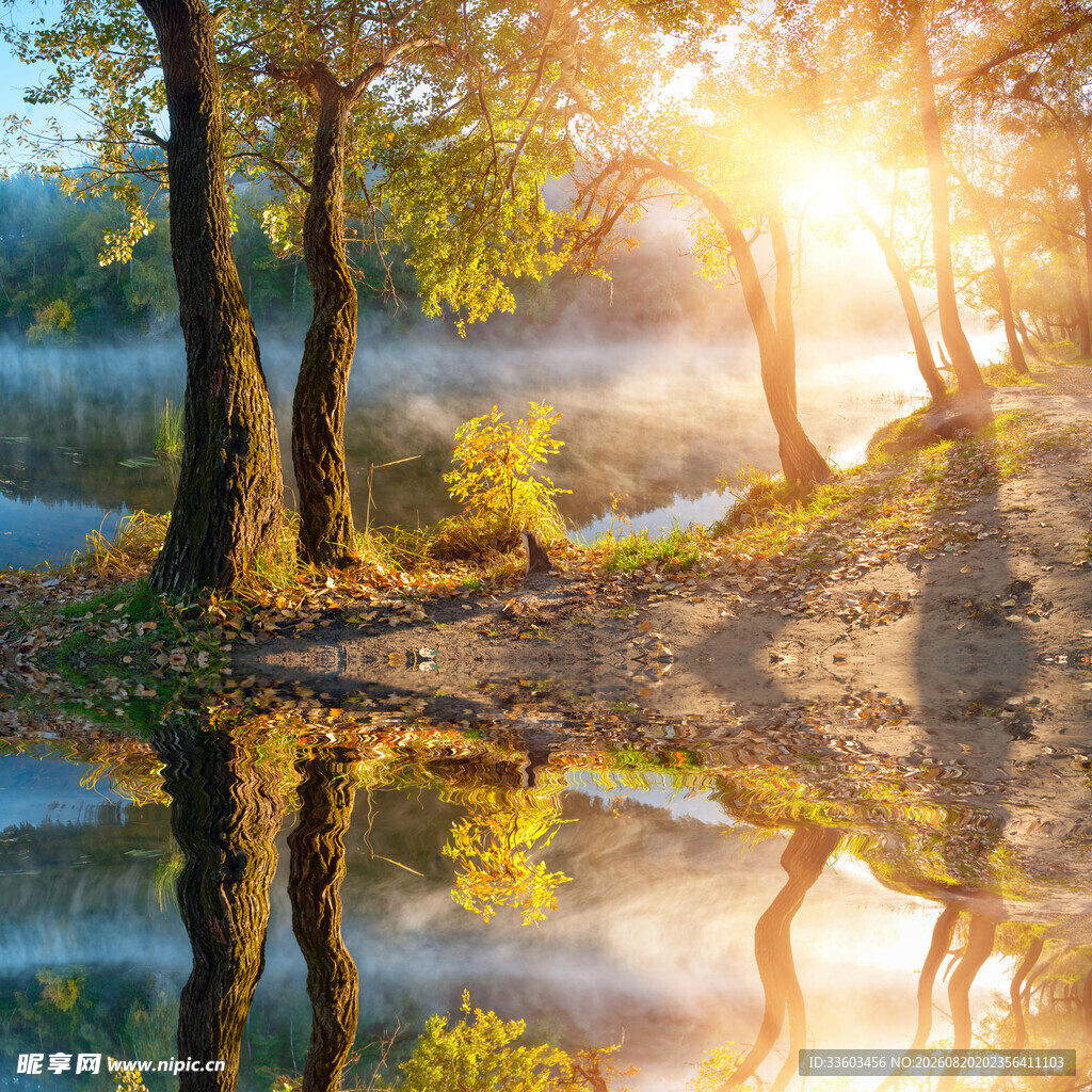 晨光下湖畔树林的静谧美景