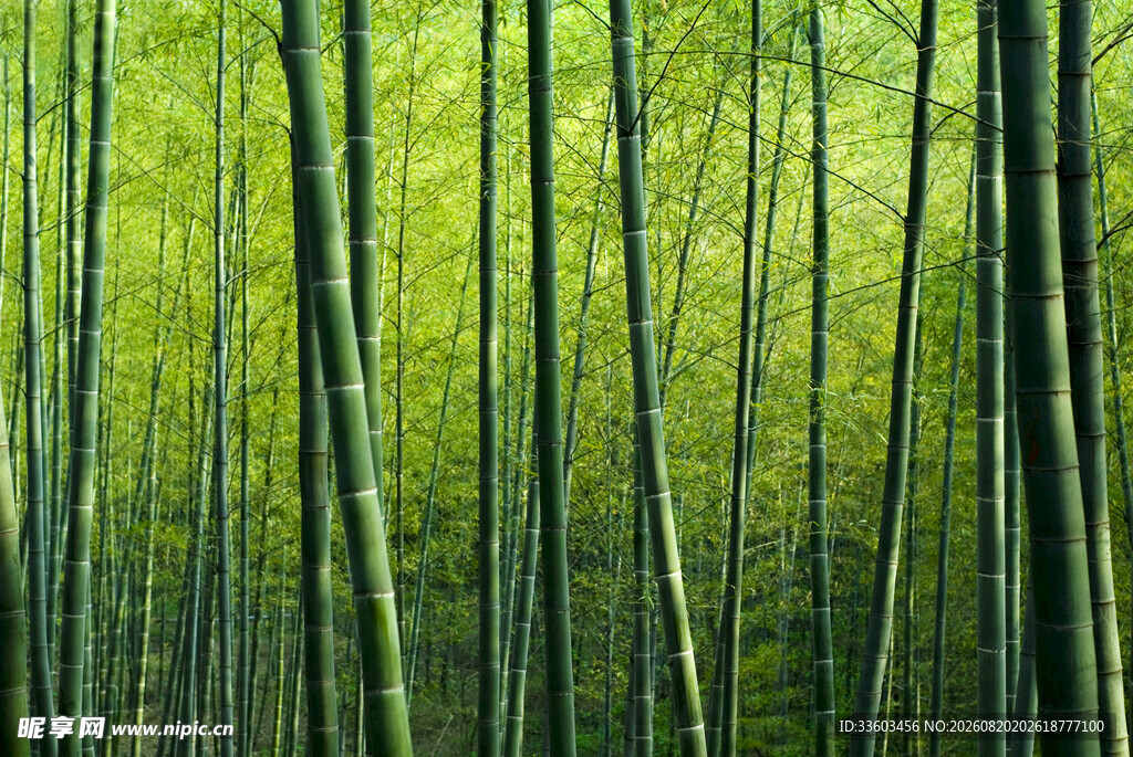 翠绿竹林自然清新之景