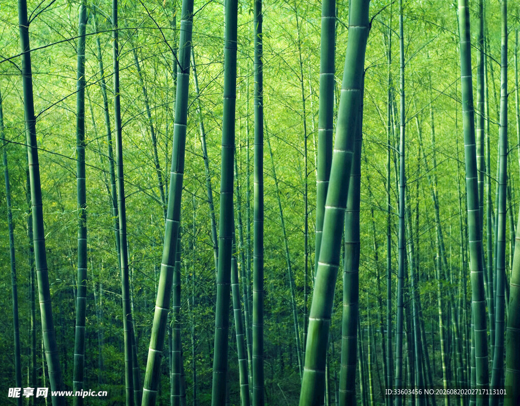 翠绿竹林静谧自然之景