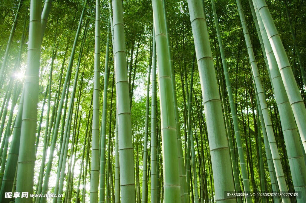 阳光照耀下的翠绿竹林
