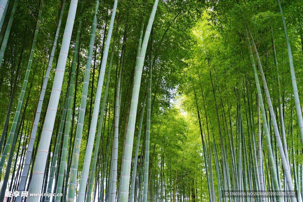 翠绿竹林自然清新之景