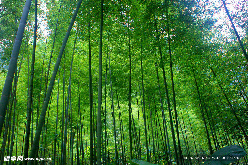 翠绿竹林自然清新之景