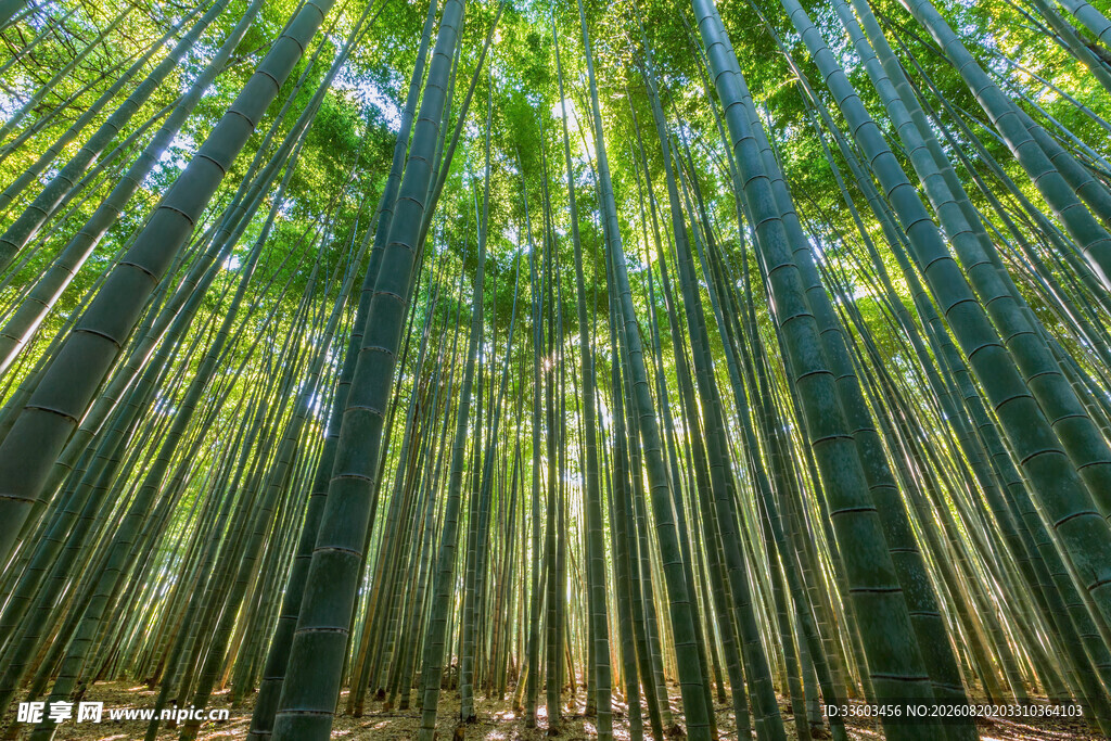 翠绿竹林自然清新之景