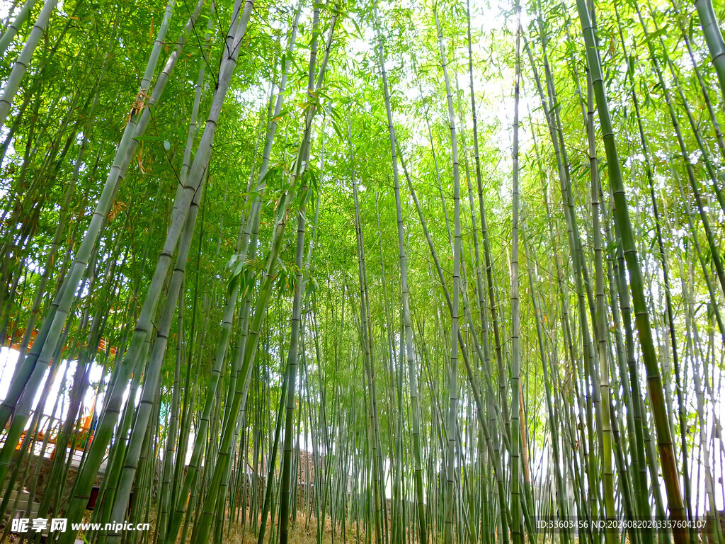 翠绿竹林自然清新之景