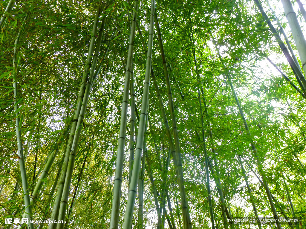 翠绿竹林阳光洒落之景