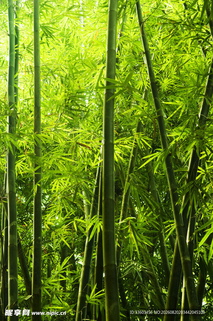 翠绿竹林清新自然之景