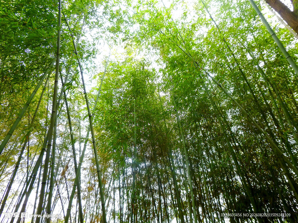 翠绿竹林阳光洒落之景