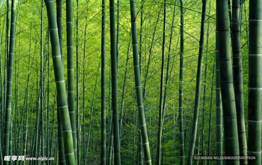 翠绿竹林的清新自然景致
