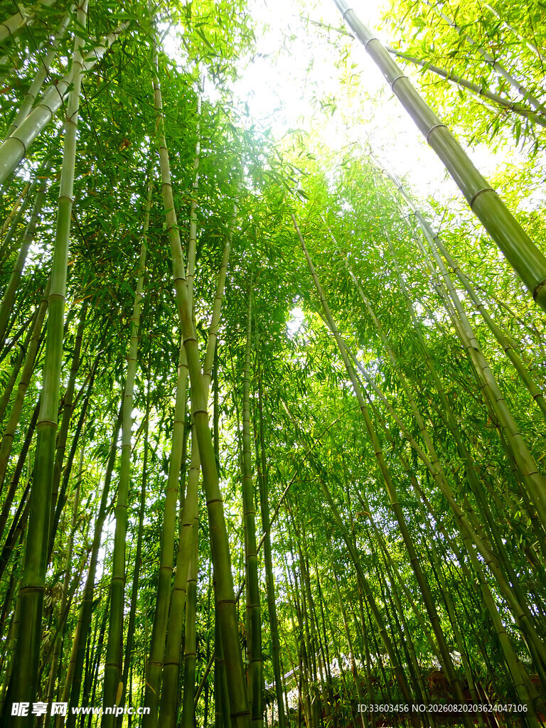 翠绿竹林阳光洒落之景