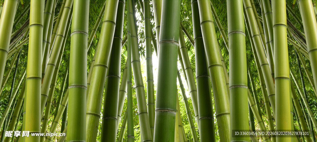 翠绿竹林自然清新之景
