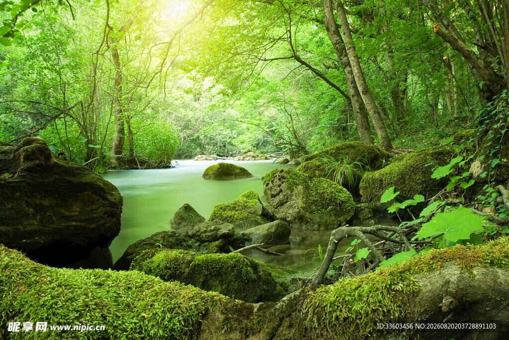 森林中的溪流与青苔美景