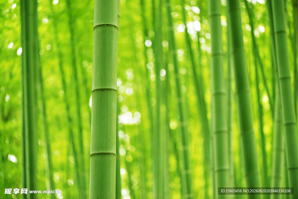 翠绿竹林清新自然之景