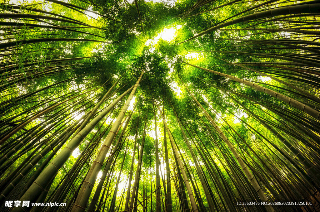 森林绿光自然神秘之景