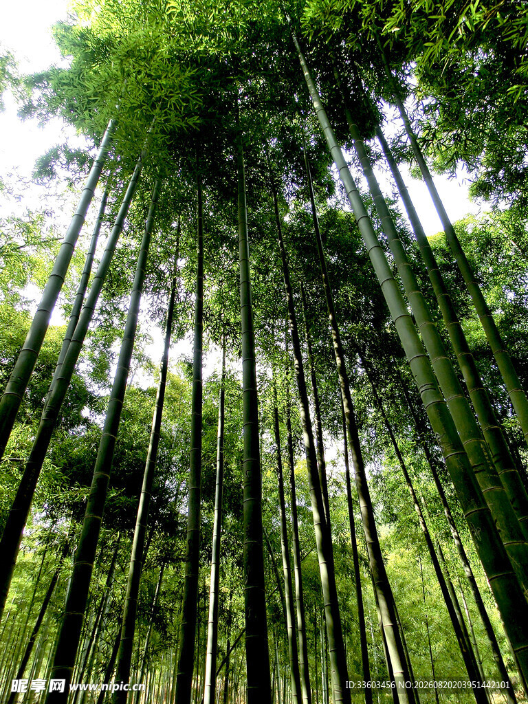 翠绿竹林尽显自然生机