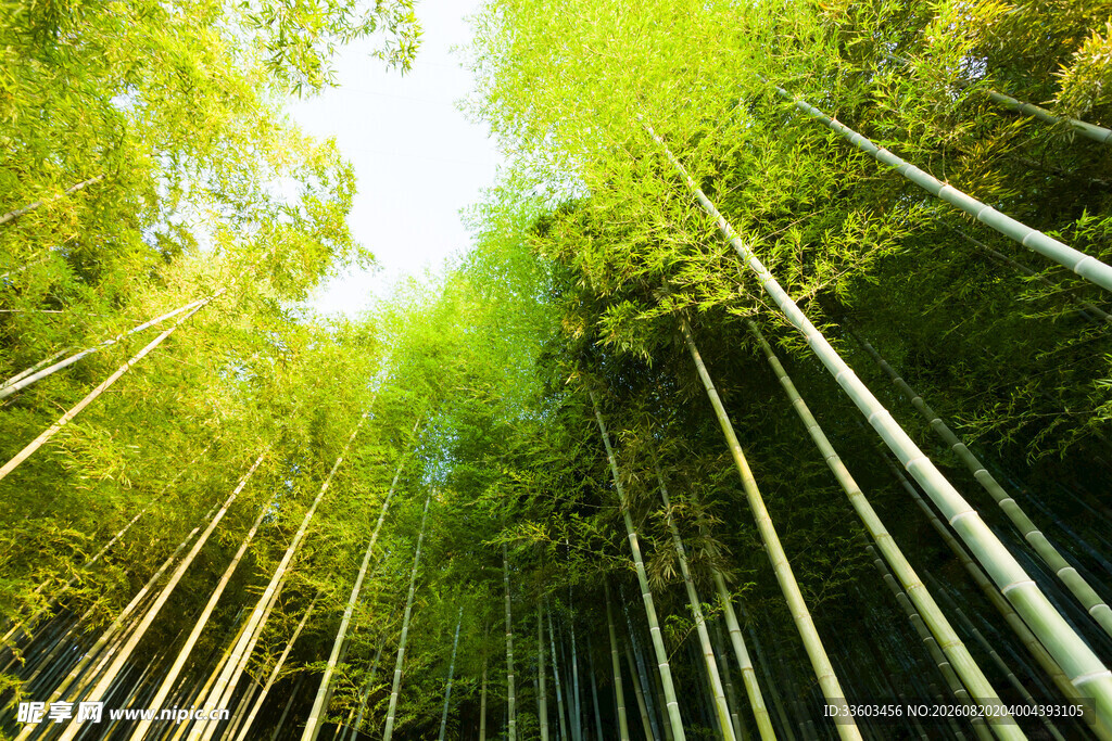 翠绿竹林阳光洒落之景