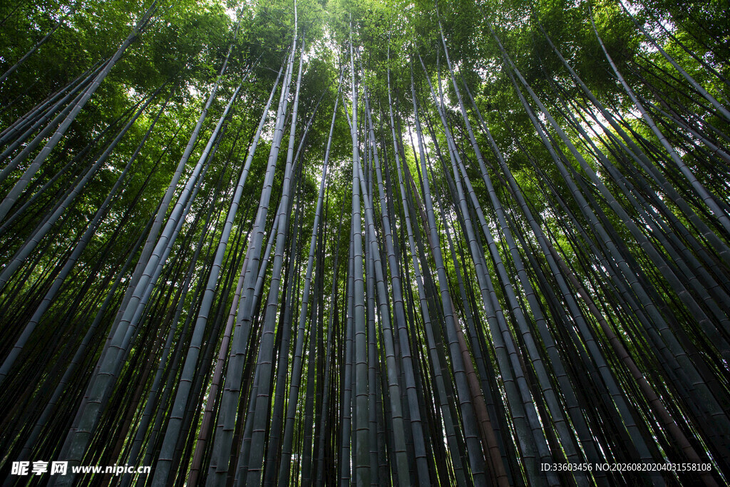 茂密竹林阳光洒落之景