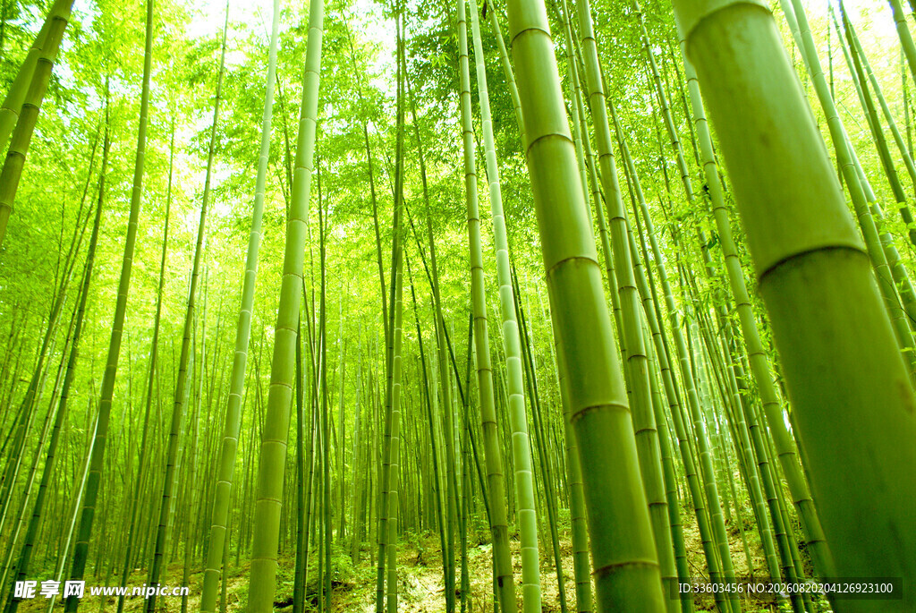 翠绿竹林自然清新之景