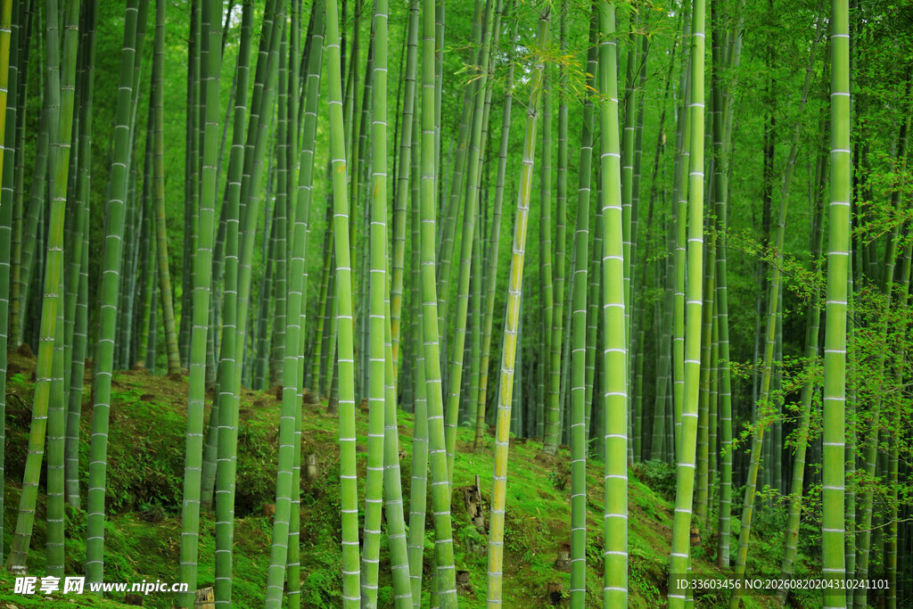 翠绿竹林自然清新之景