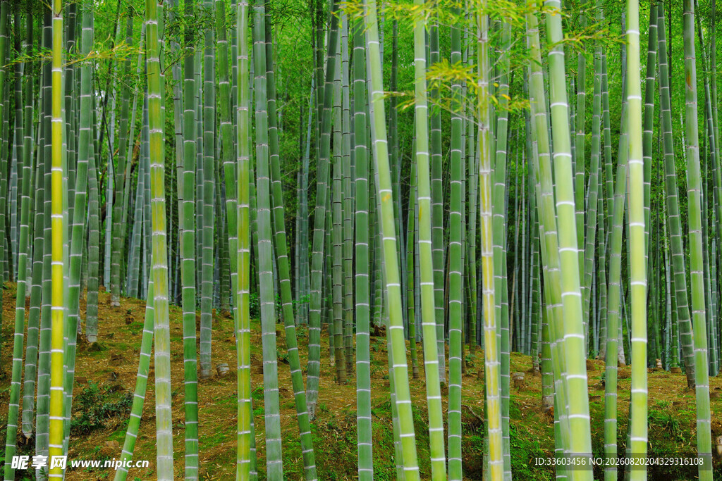 翠绿竹林自然清新之景