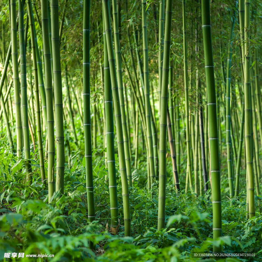 翠绿竹林自然清新之景