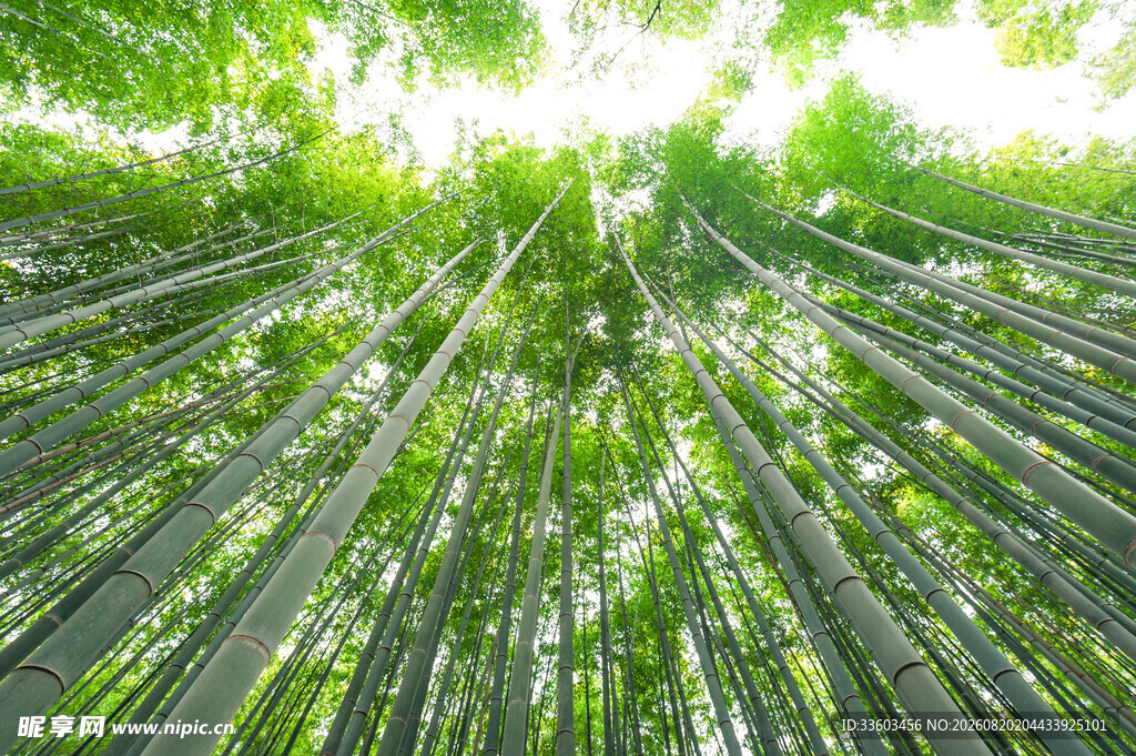 翠绿竹林阳光洒落的生机