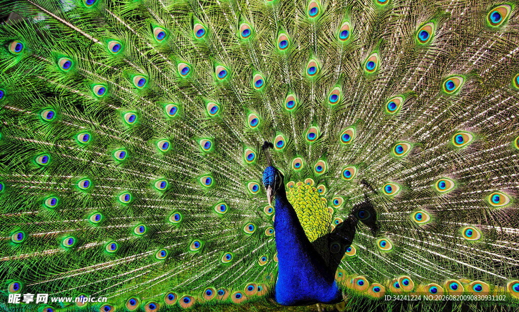 开屏的美丽孔雀
