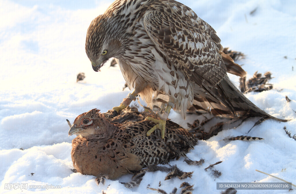 鹰在雪地捕食猎物