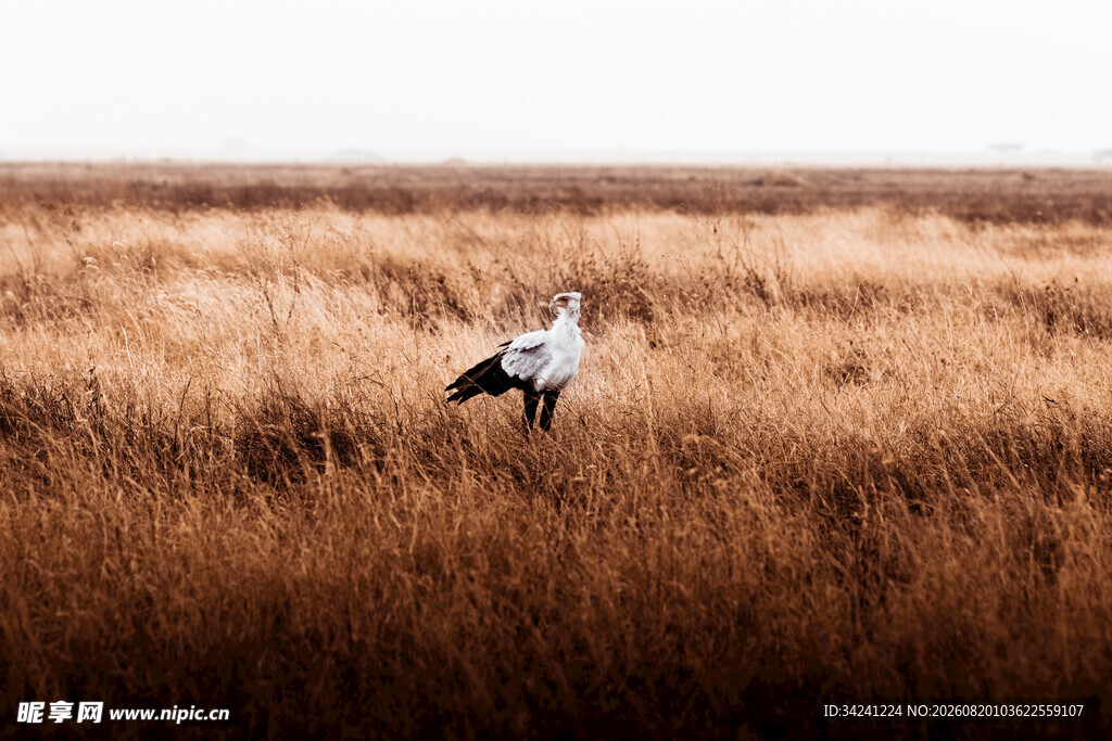 草原上的雄鹰