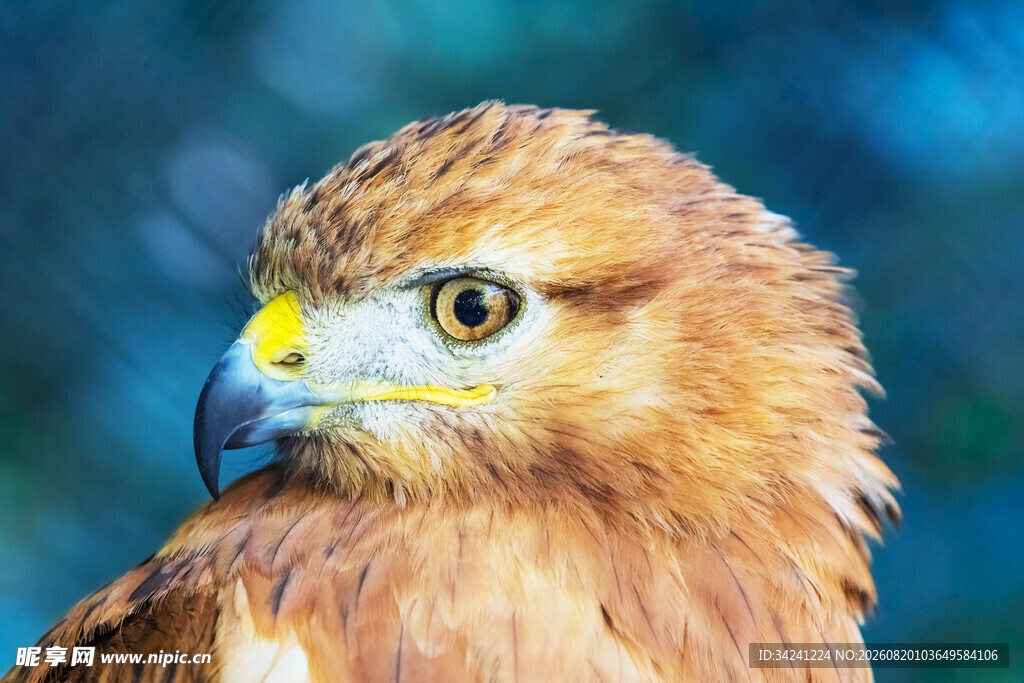 金雕特写