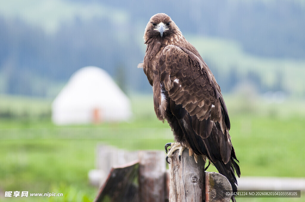 站在木桩上的威武雄鹰