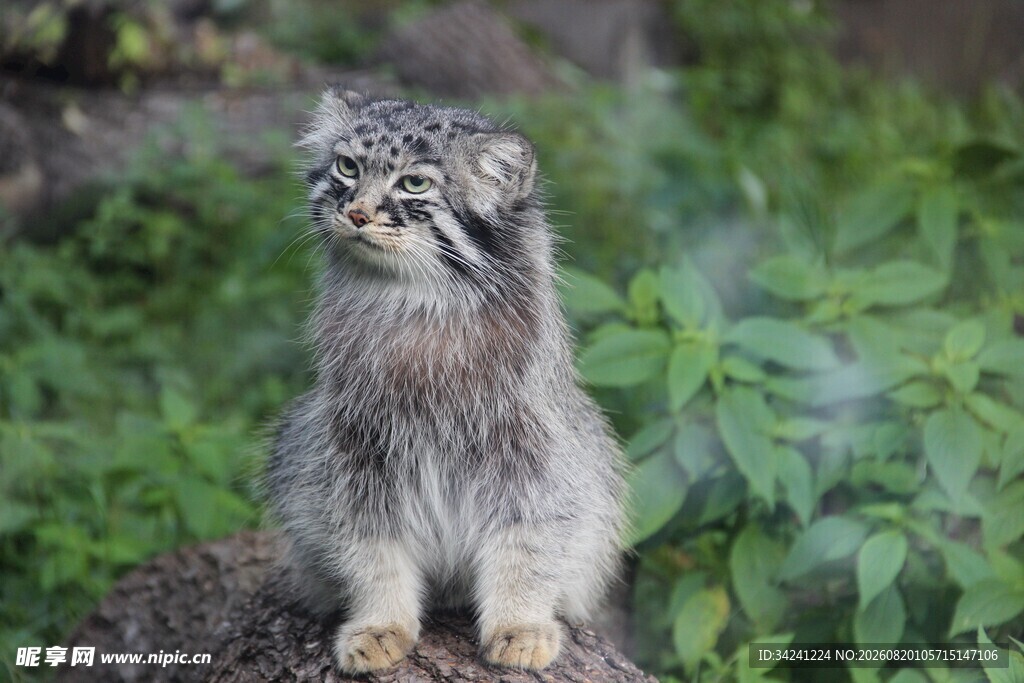 灰毛山猫于绿植间张望