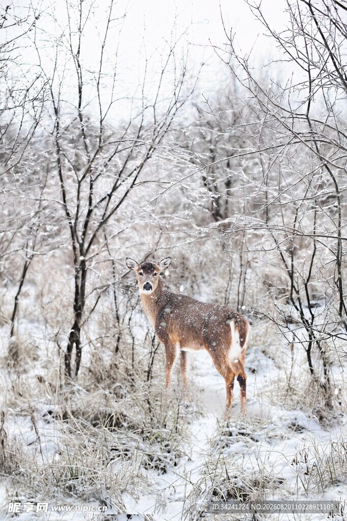 雪地中伫立的优雅小鹿