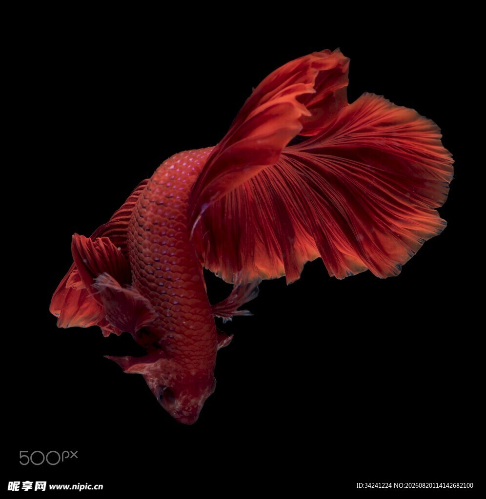 红色飘逸的美丽斗鱼