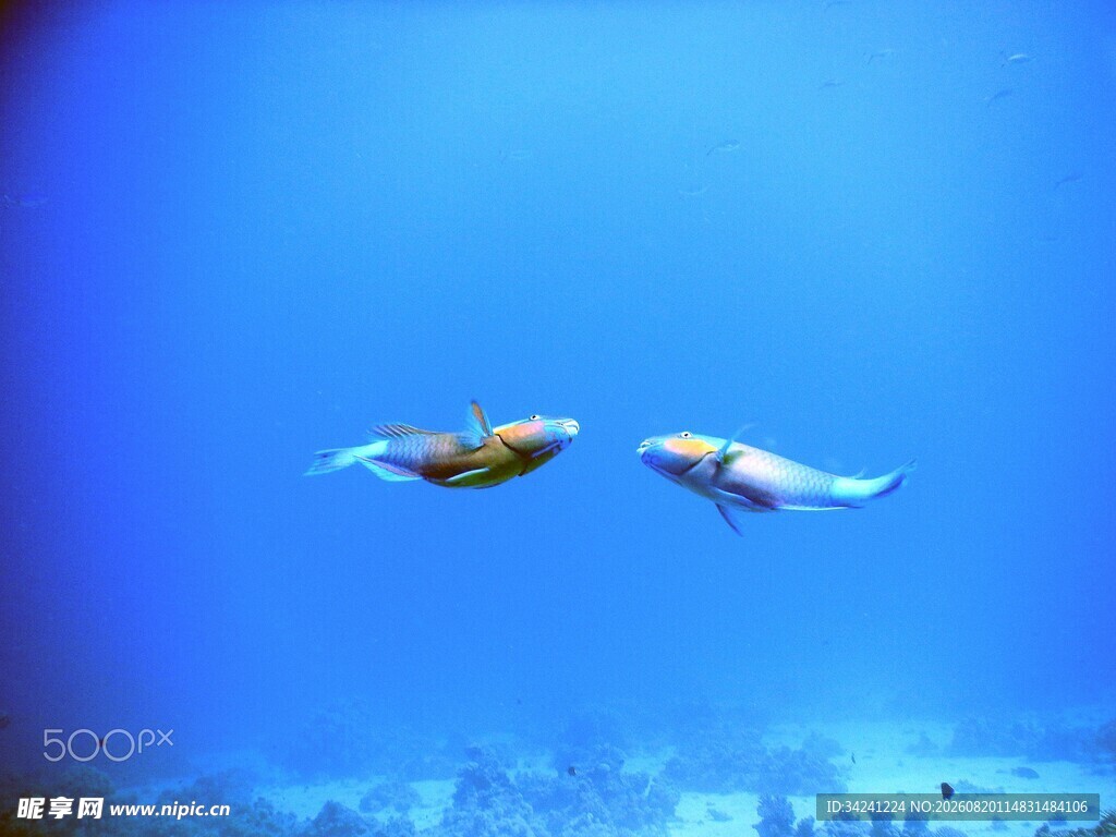 水中双游鱼