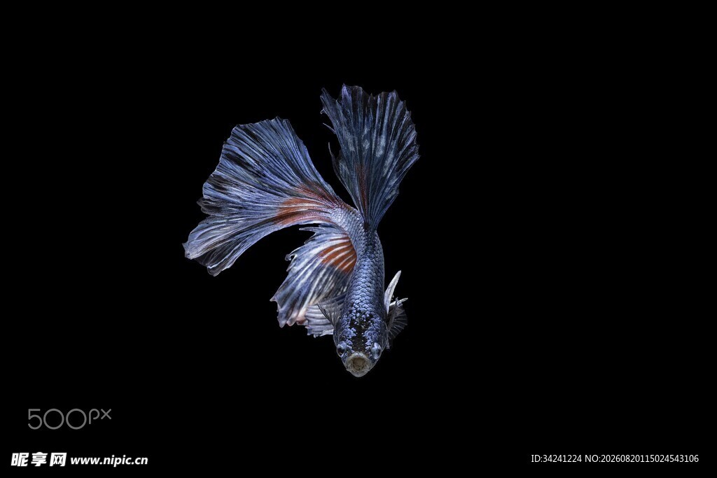 飘逸多姿的暹罗斗鱼