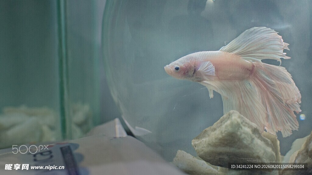 优雅斗鱼于玻璃缸中